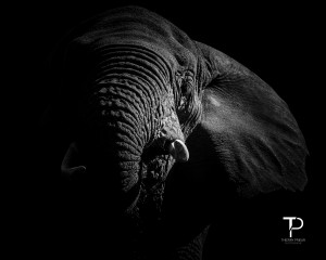 Low key with elephant